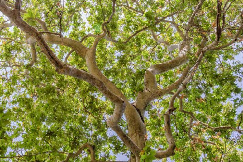 Platanus racemosa 