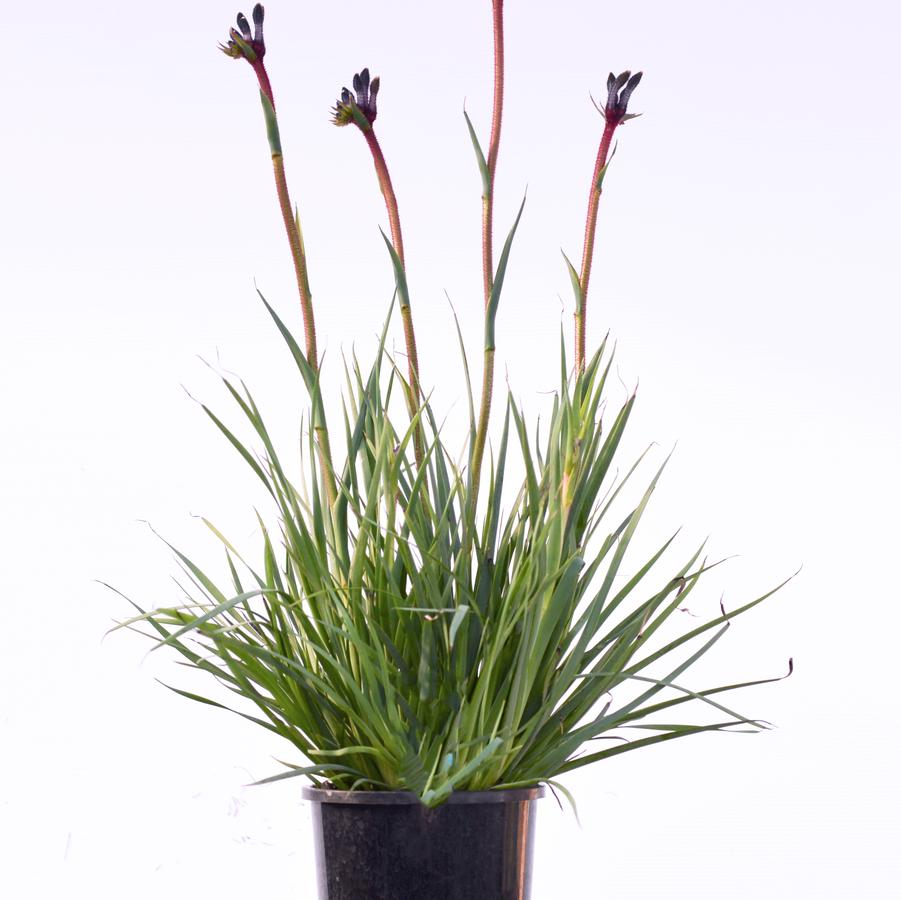 Anigozanthos Celebrations Jazz