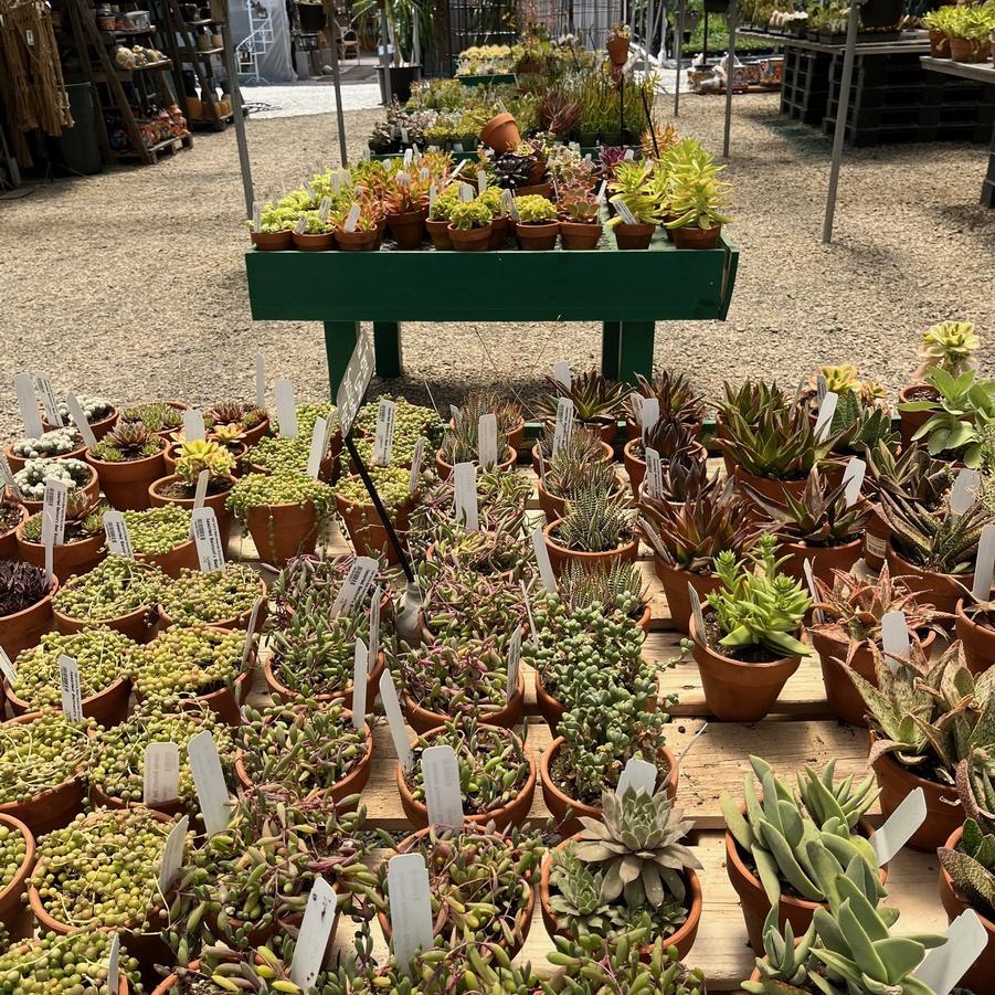 Cactus/Succulent 