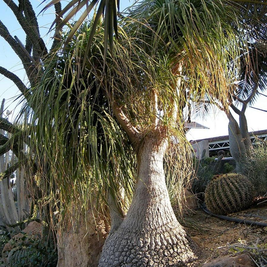 Beaucarnea recurvata 