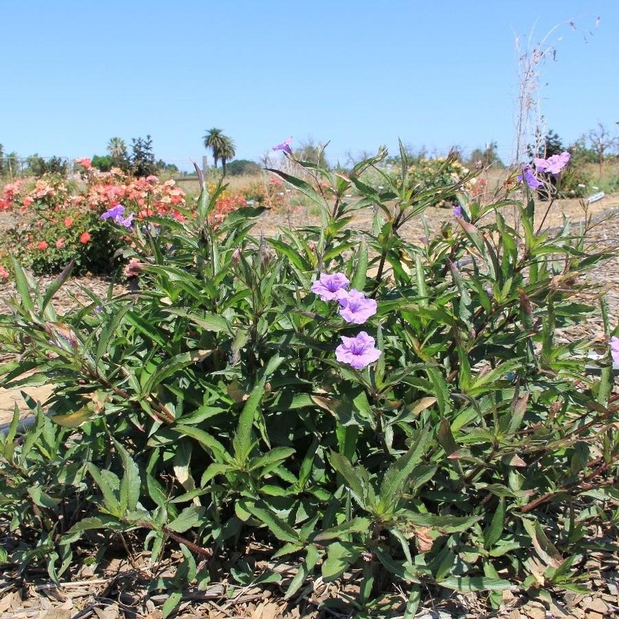 Ruellia simplex Mayan Compact Purple
