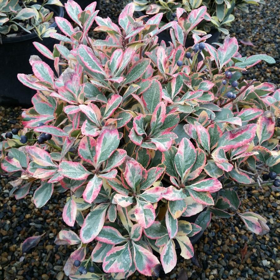 Rhaphiolepis indica Fiesta