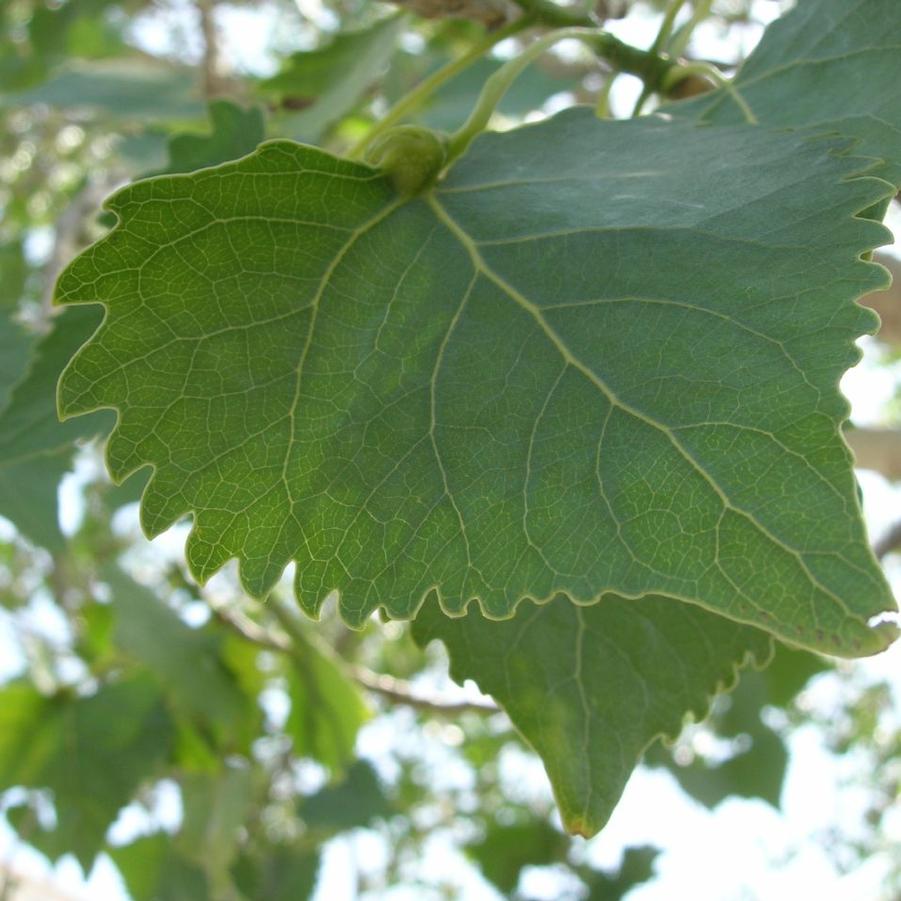 Populus fremontii Nevada