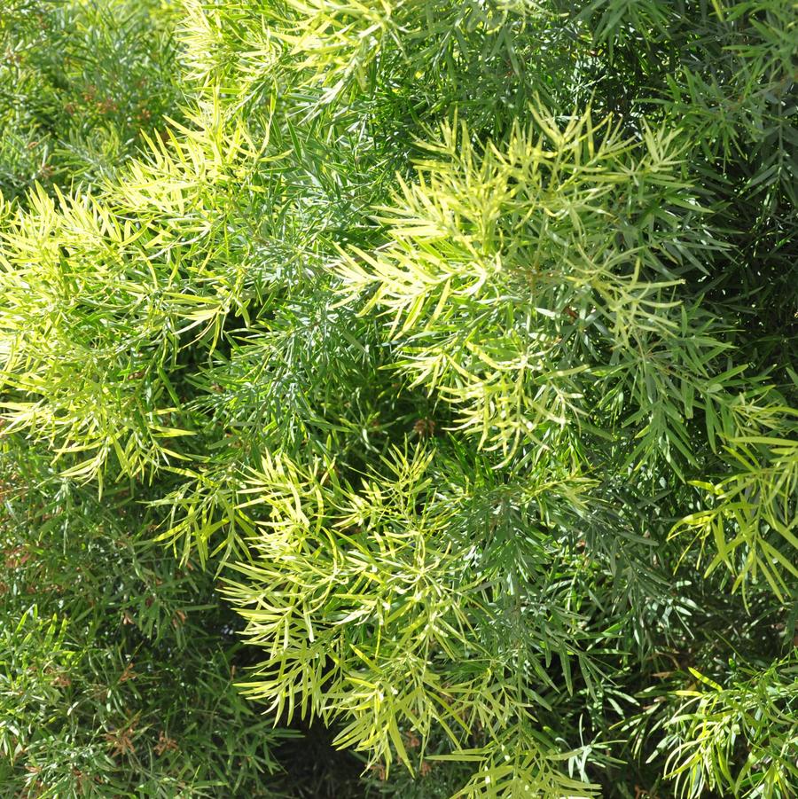 Afrocarpus (Podocarpus) gracilior 