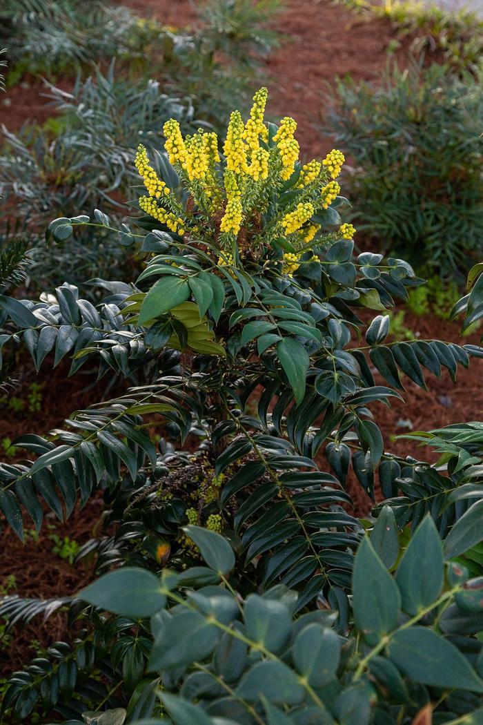 Mahonia x media Marvel