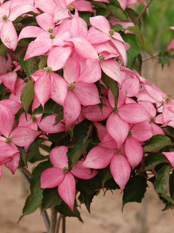 Cornus kousa Scarlet Fire