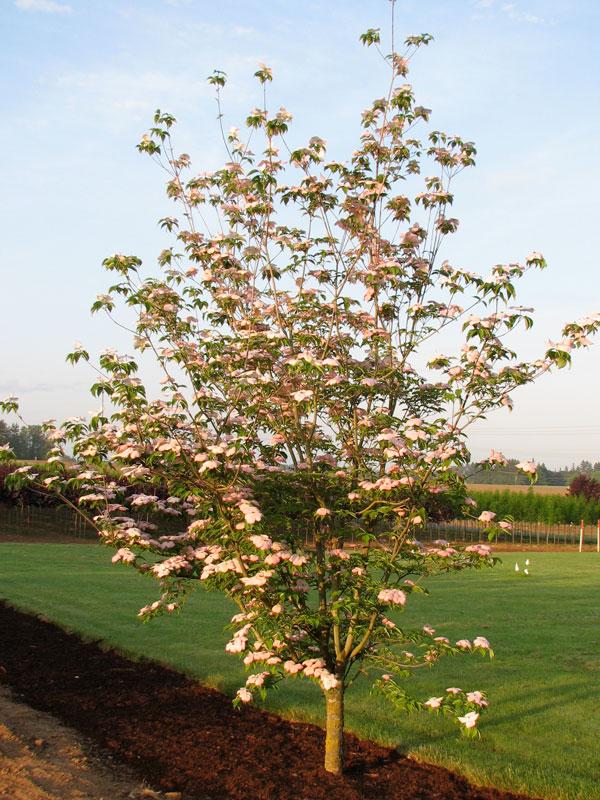 Cornus kousa Stellar Pink