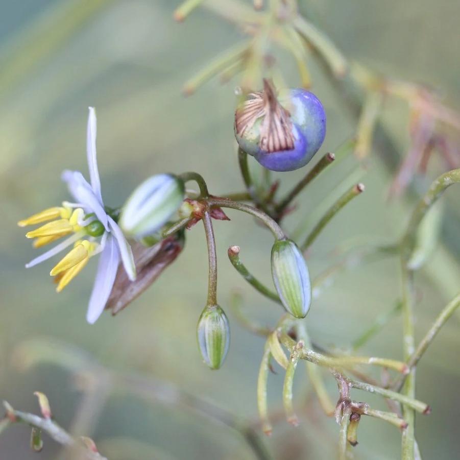 Dianella revoluta Baby Bliss