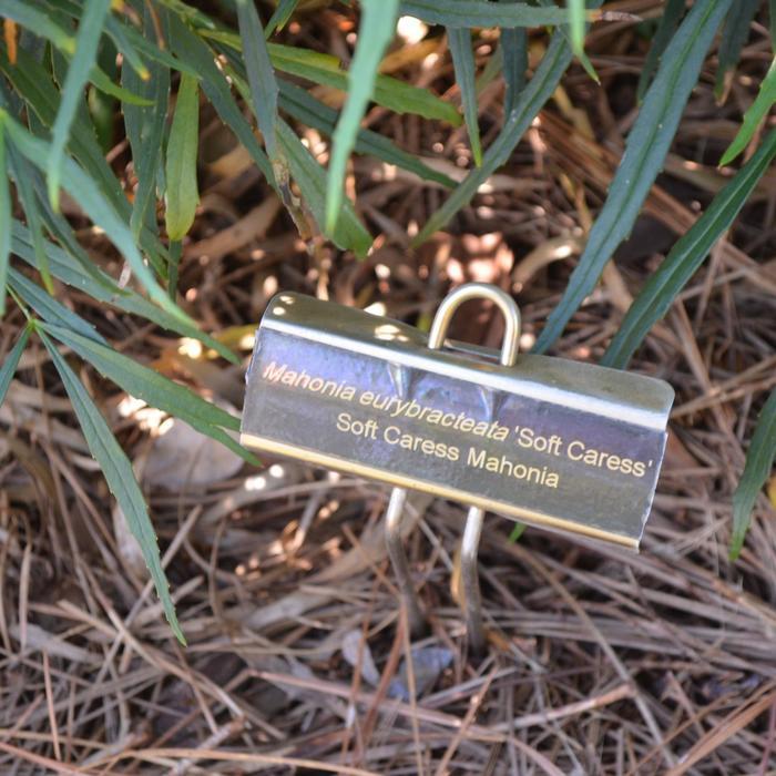 Mahonia eurybracteata Soft Caress