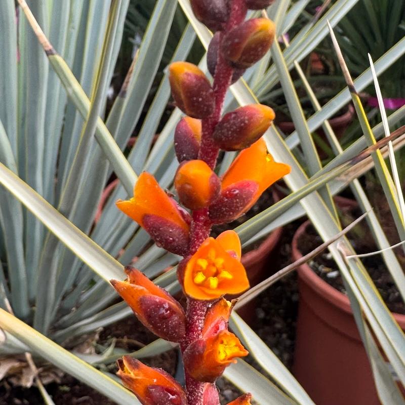 Dyckia Grand Marnier