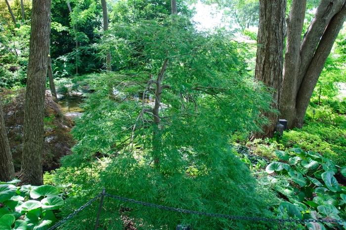 Acer palmatum dissectum Viridis