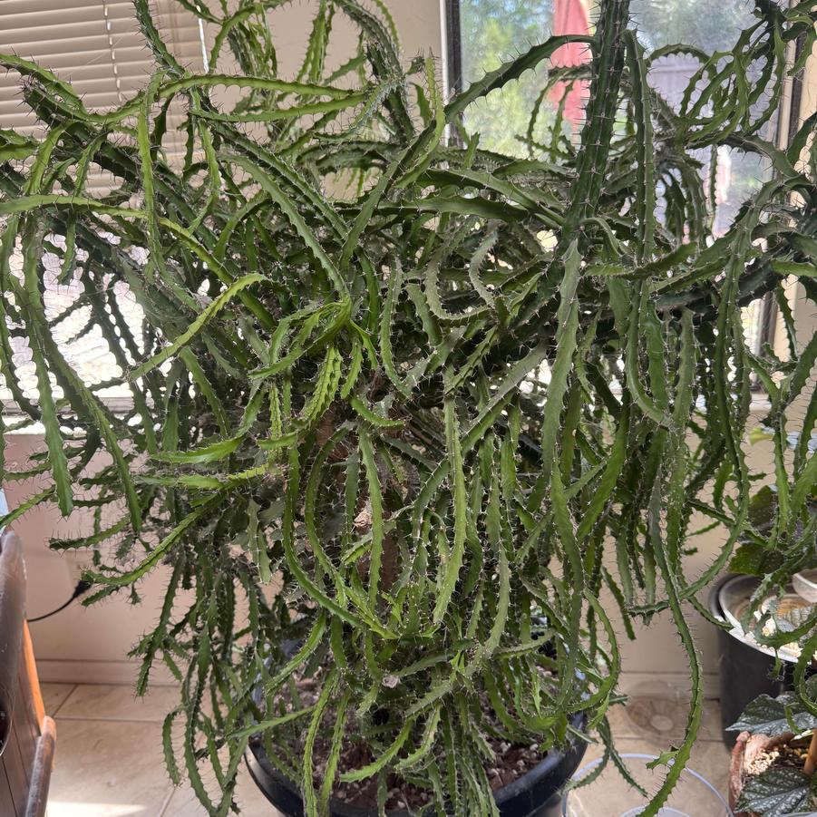 Euphorbia evansii (triangularis) 