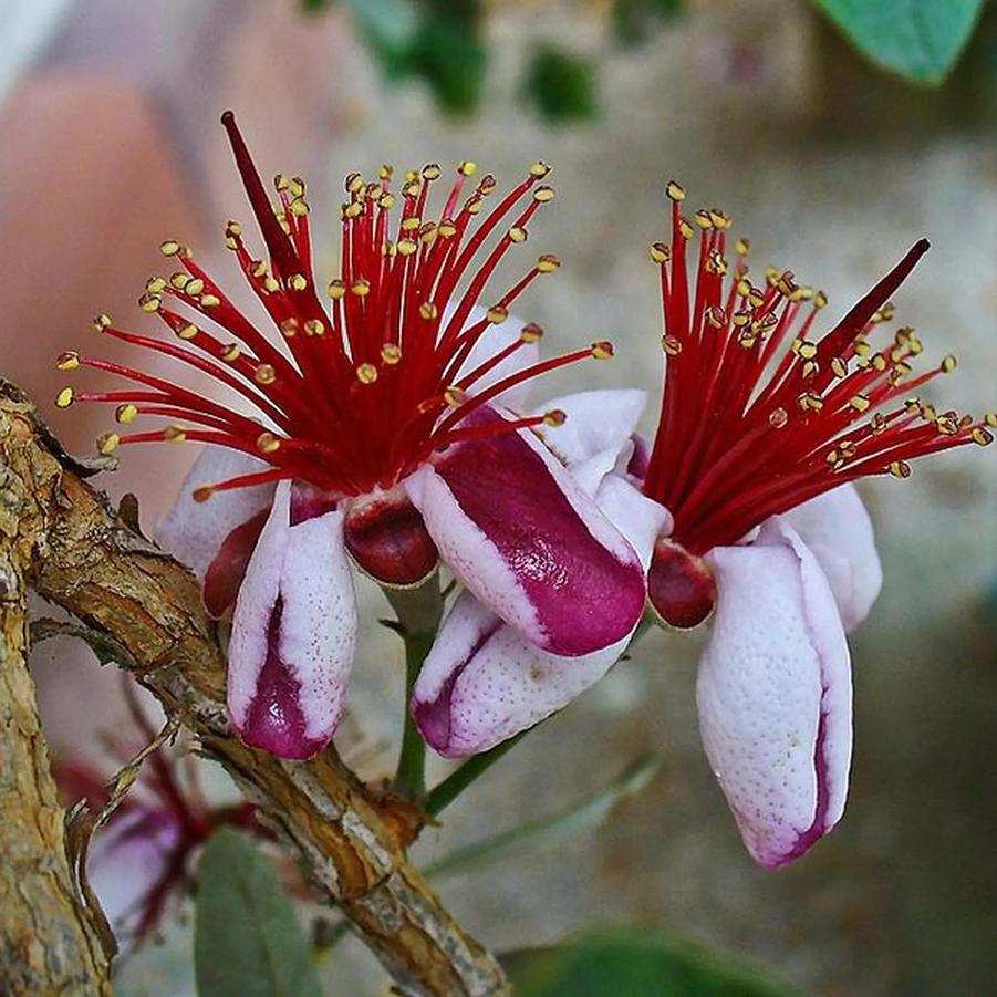 Feijoa sellowiana Bambina