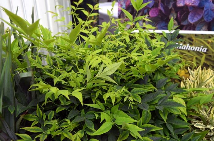 Nandina domestica Lemon Lime
