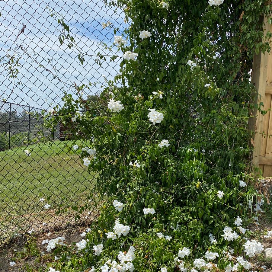 Pandorea jasminoides Alba