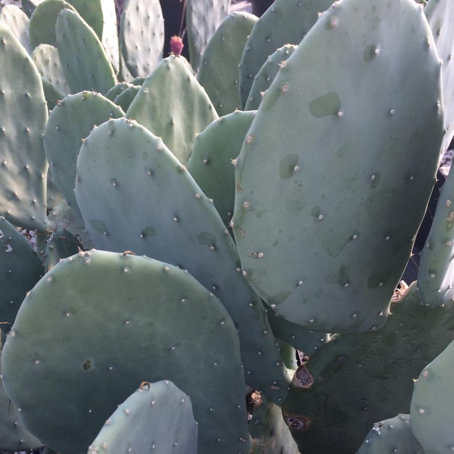 Opuntia ellisiana 