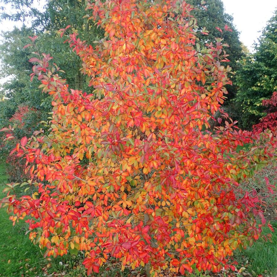 Nyssa sylvatica Forum&trade; 