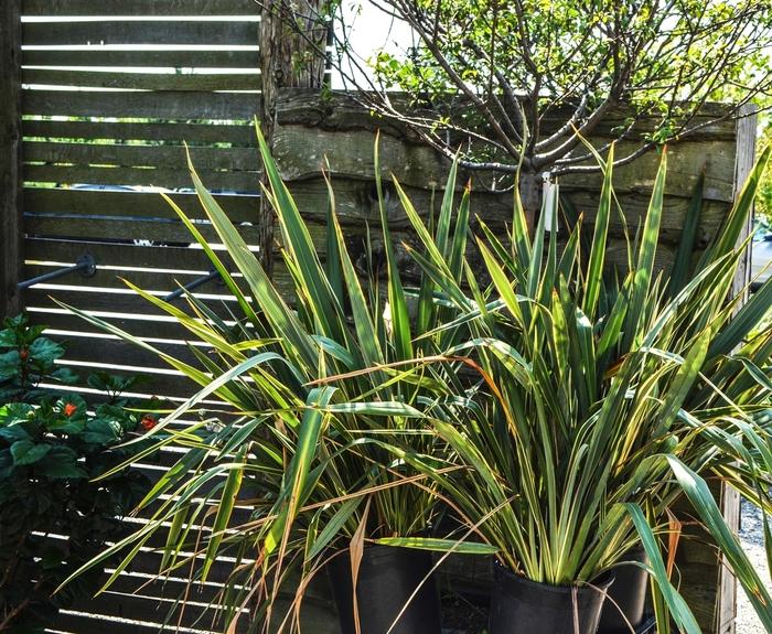 Phormium cookianum Tricolor
