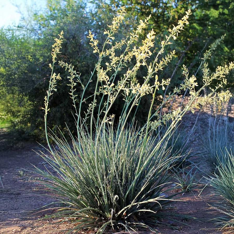 Hesperaloe parviflora Littel Miss Sunshine