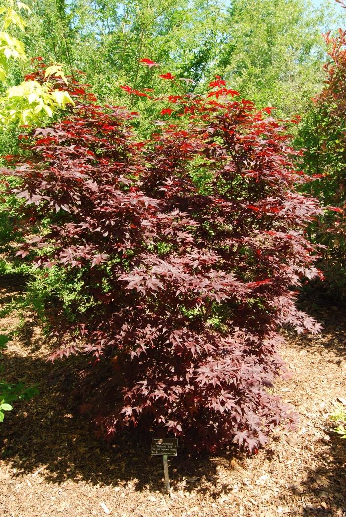 Acer palmatum Hefner's Red