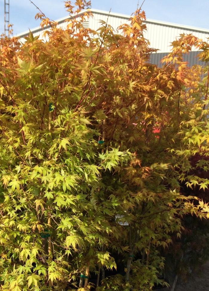 Acer palmatum Katsura