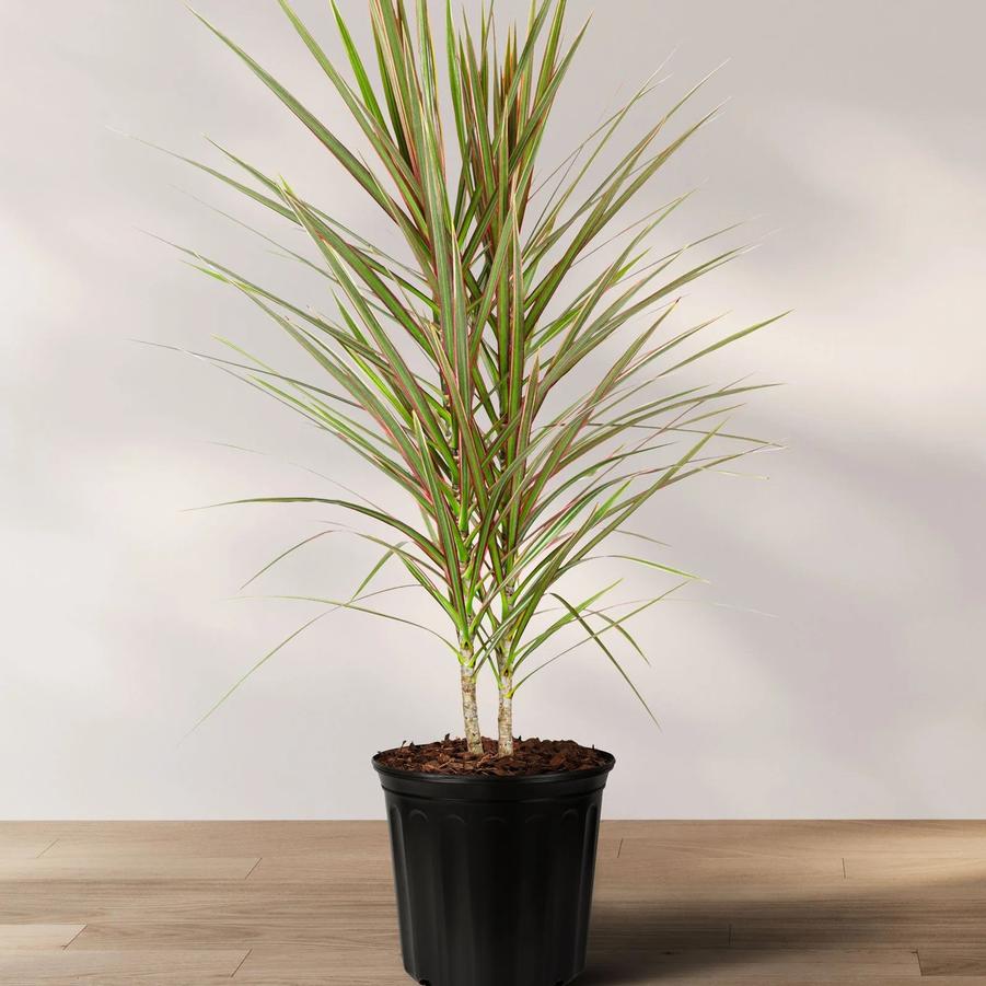 Dracaena marginata Bicolor