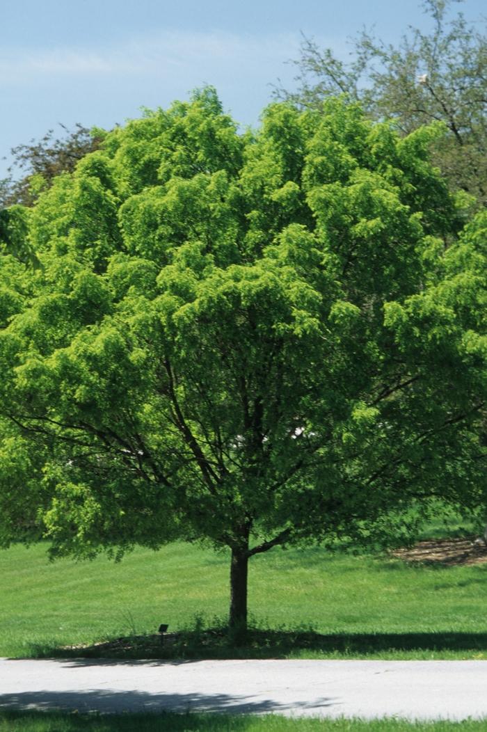 Ulmus parvifolia Dynasty