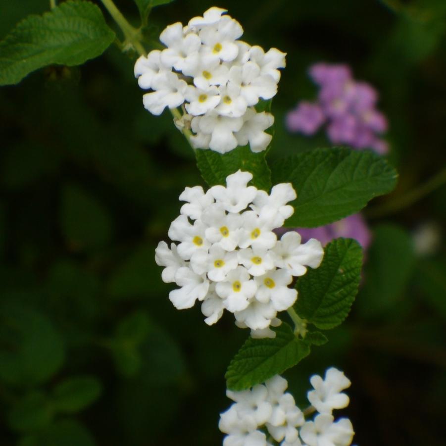 Lantana sellowiana White