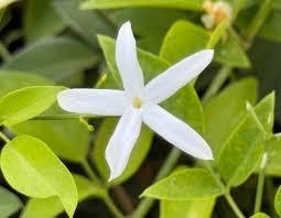 Jasminum leratii 