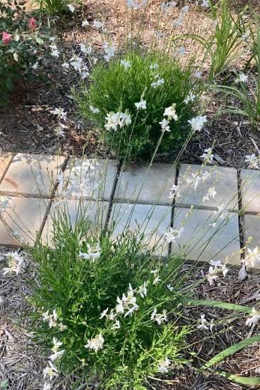 Gaura lindheimeri Ballerina White