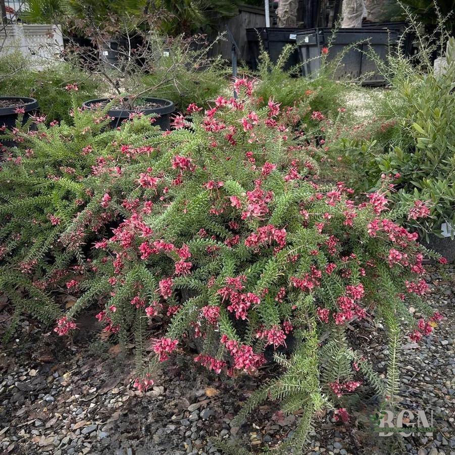 Grevillea lanigera Coastal Gem