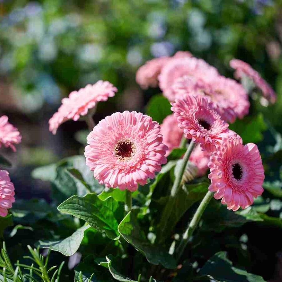 Gerbera Garvinea&reg; Sweet Pastry