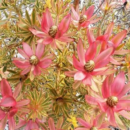 Leucadendron Jester