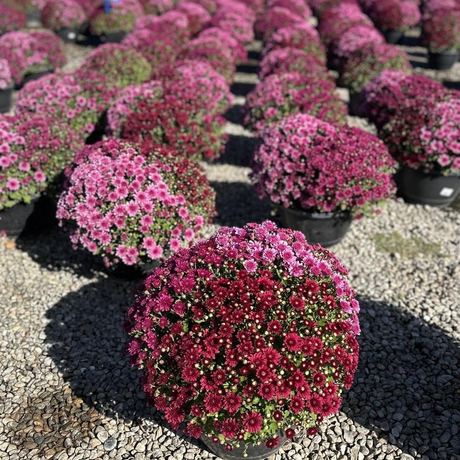Chrysanthemum Mixed Color Bowls