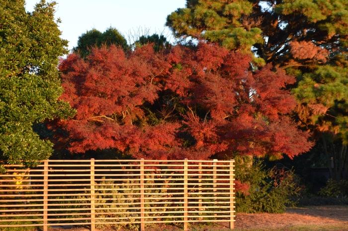 Acer palmatum dissectum Seiryu (Green Dragon)
