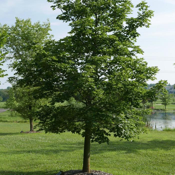 Acer truncatum x platanoides Pacific Sunset®