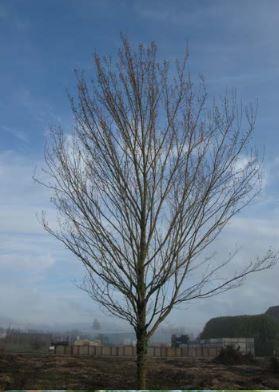 Acer truncatum x platanoides Urban Sunset®