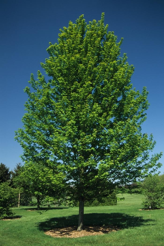 Acer x freemanii Autumn Blaze®