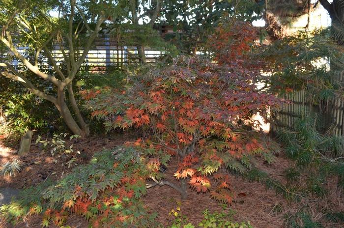 Acer palmatum Oregon Sunset