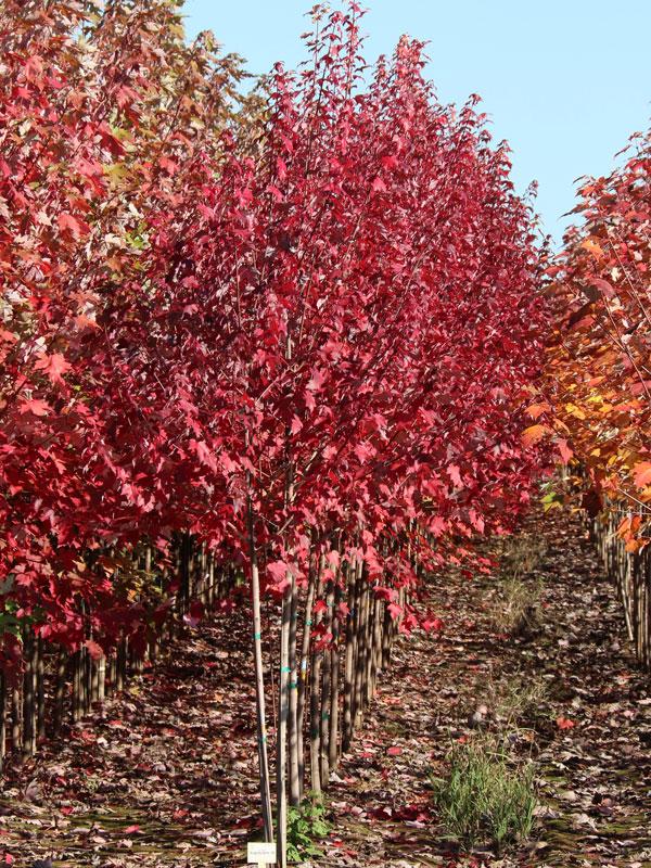 Acer rubrum Burgundy Belle&reg;