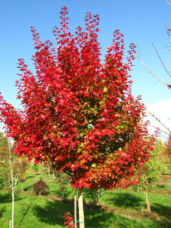 Acer truncatum x platanoides Ruby Sunset&reg; Ruby Sunset&reg;