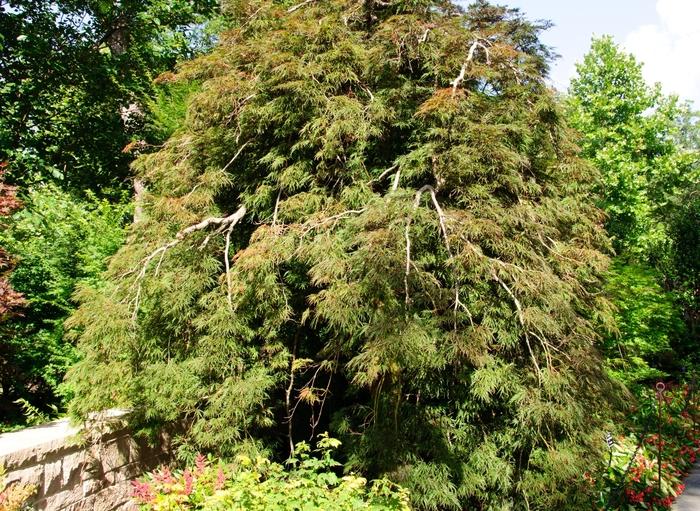 Acer palmatum dissectum Inaba Shidare