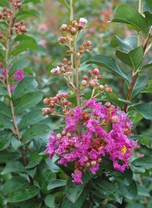 Lagerstroemia indica Twilight