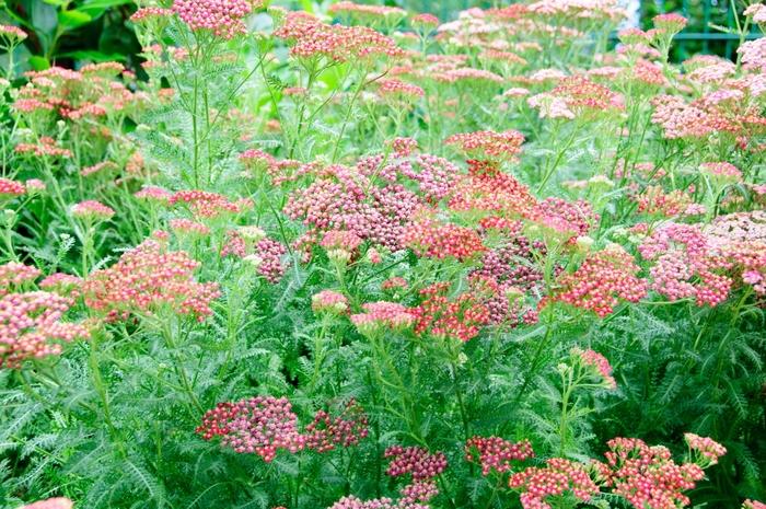 Achillea millefolium New Vintage™ Violet