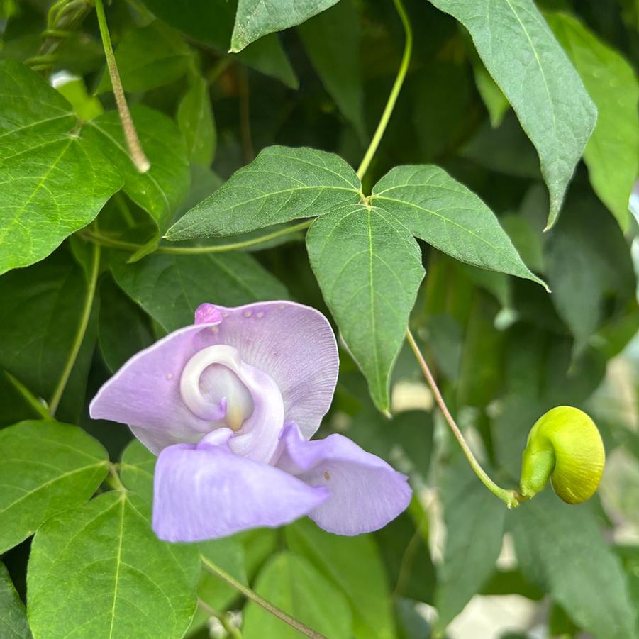 Vigna caracalla 