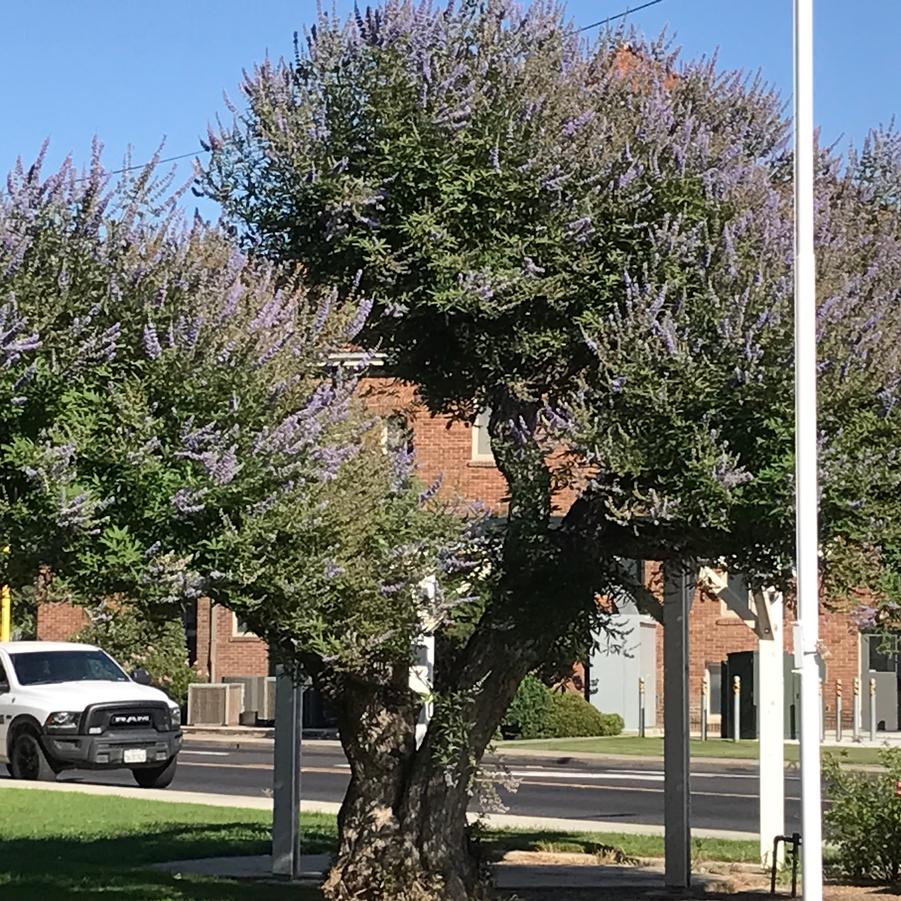 Vitex agnus-castus 