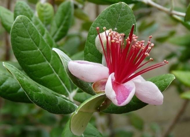 Feijoa sellowiana 