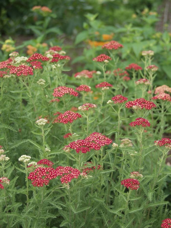 Achillea millefolium Paprika