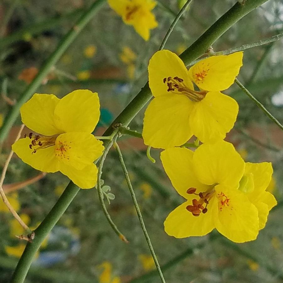 Cercidium Desert Museum