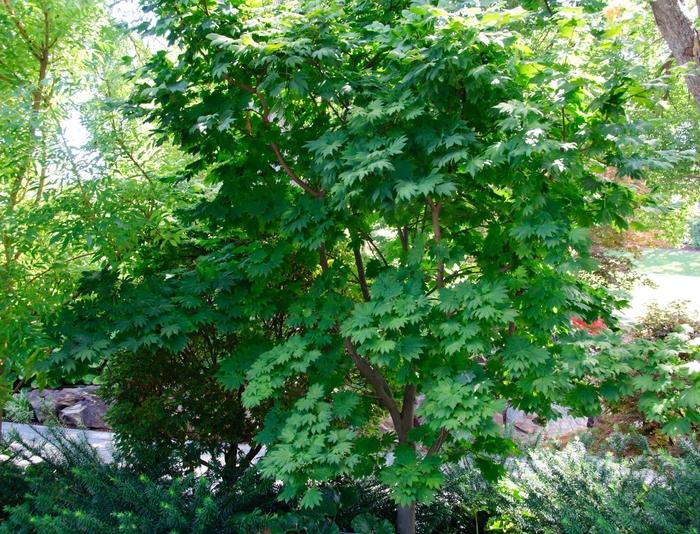Acer japonicum Vitifolium